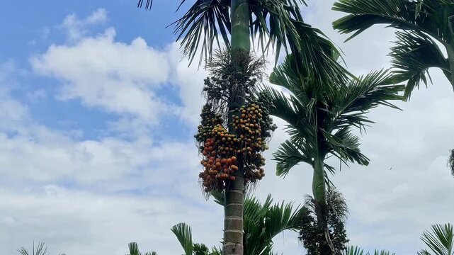A view of areca palm known as the betel nut tree with yellow orange fruit standing against sky