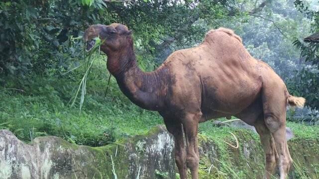 Single camel standing in a green natural environment.