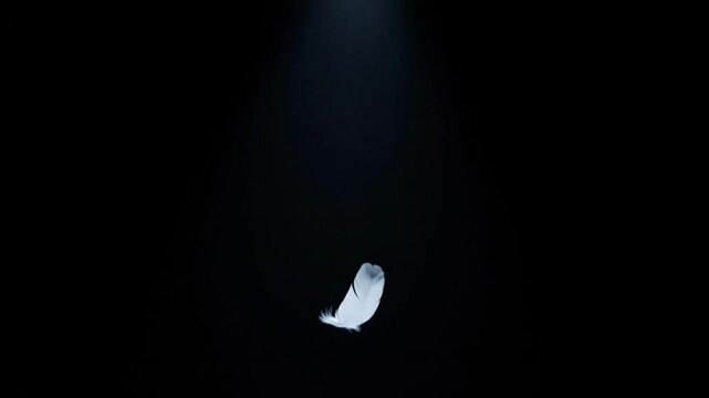 White feather detail, softness and lightness on a black background. Isolated. Minimal design.