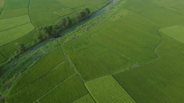 West Bengal is a top rice-producing state in India, with production steadily rising to an estimated 164.91 lakh tonnes in 2024-25. As the "Rice Bowl of India," it contributes over 11% of the national