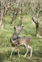 roe deer