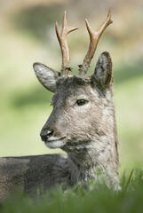 roe deer
