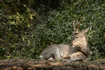 쉬고 있는 수컷 노루