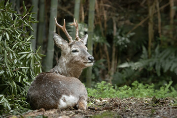 여유롭게 쉬고 있는 수컷 노루