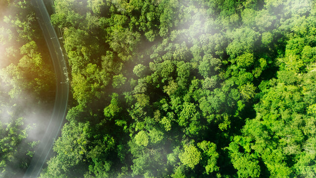 Green tree nature background for carbon neutrality and net zero emissions concept. Drone view of green tree captures CO2 to Sustainable green environment.