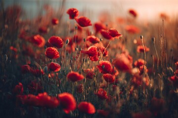 Obraz premium Red poppy field blooming at sunset golden hour