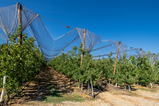 apple tree plantation, Malus domestica, Navapalos, Soria, autonomous community of Castilla y Le&oacute;n, Spain, Europe
