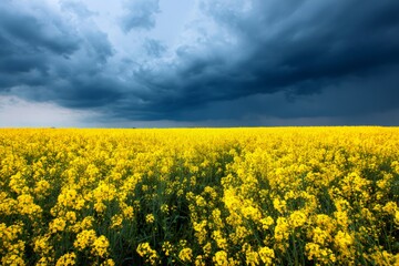 Fototapeta premium Yellow canola field under dramatic stormy sky