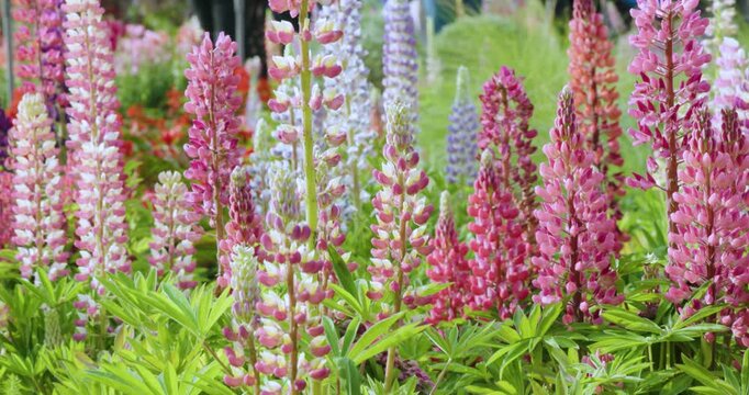 Lupines grow tall and straight amidst lush green foliage, showcasing a vibrant springtime natural landscape.