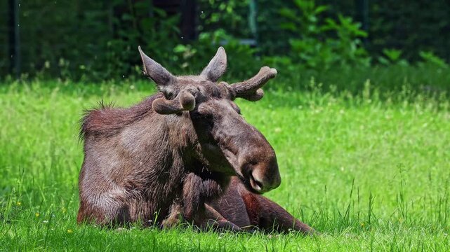The moose or elk, Alces alces is the largest extant species in the deer family. Moose are distinguished by the broad, flat, or palmate antlers of the males.