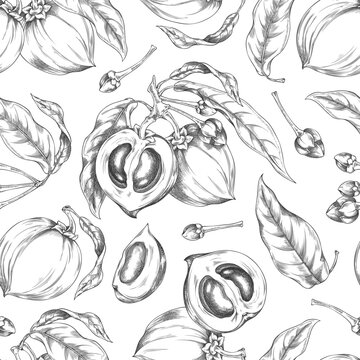 Lucuma branch with fruits and leaves vector sketch seamless pattern, engraved fresh ripe eggfruit farm harvest superfood