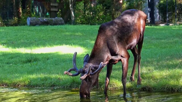 The moose or elk, Alces alces is the largest extant species in the deer family. Moose are distinguished by the broad, flat, or palmate antlers of the males.