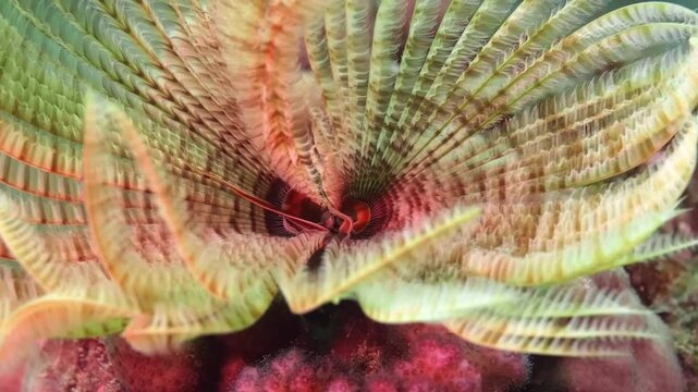 High-definition macro footage of Sabellastarte spectabilis, a feather duster worm, displaying its delicate crown in vibrant reef habitat.