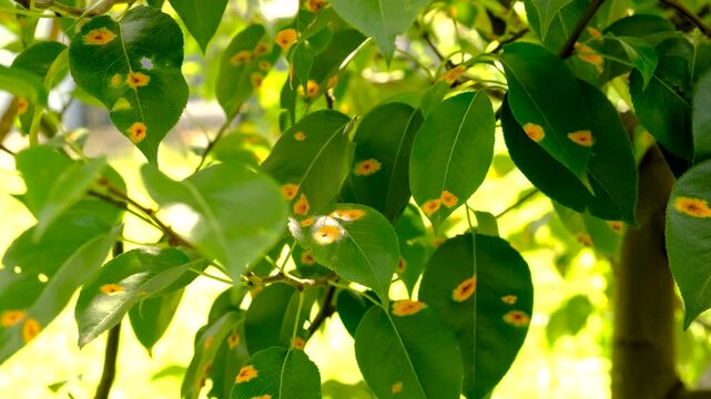 Yellow spots on pear leaves. Selective focus.