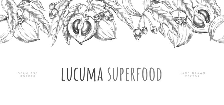 Lucuma branch with fruits and leaves vector sketch seamless border, hand drawn engraved fresh ripe eggfruits superfood
