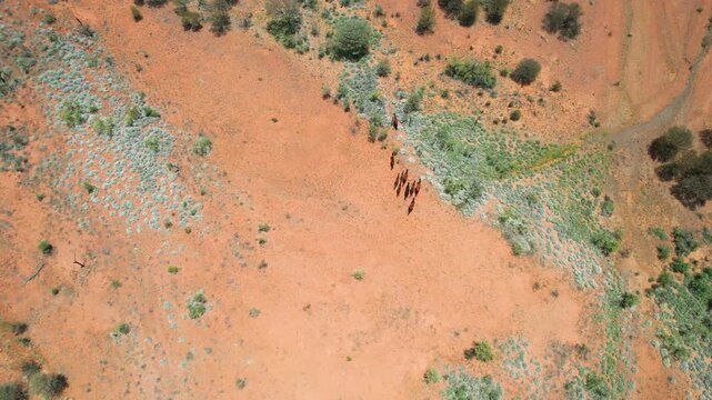 Wild horses in remote Australian Outback