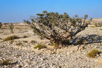 Boswellia, frankincense tree. Oman