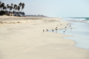 Godwits, al haffa beach, salalah, oman