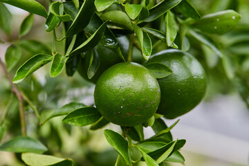 Green Oranges on a Tree Branch