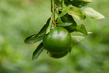Green Oranges on a Tree Branch