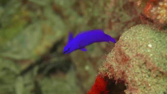 Striking 4K footage of Orchid Dottyback, a vivid purple reef fish with streamlined body, native to Red Sea coral habitats.