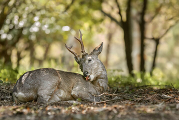 roe deer
