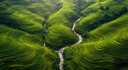 Breathtaking Terraced Rice Paddies Cascading Down Lush Green Hillsides in Southeast Asia
