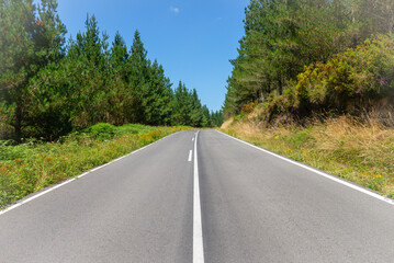 Fototapeta premium Clear road stretches straight ahead between green trees