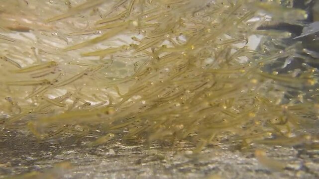 Junge &Auml;schen als Fischbrut kurz nach dem Schlupf aus dem Ei in der Fischzucht mit Unterwasservideo