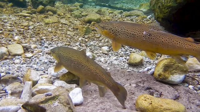 Mehrere Bachforellen schwimmen im glasklaren Wasser der Isar am Laichplatz in Vorbereitung zur Eiablage