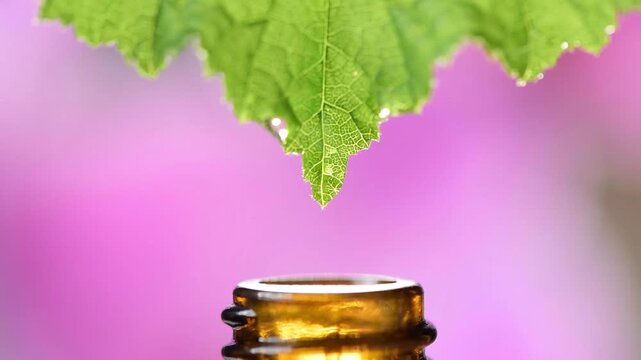 Von dem Blatt einer Heilpflanze tropft eine Essenz in eine medizinische Flasche als Symbol f&uuml;r Naturmedizin und Alternativmedizin