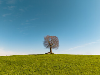 Fototapeta premium Lonely Tree on Green Hill Under Clear Blue Sky