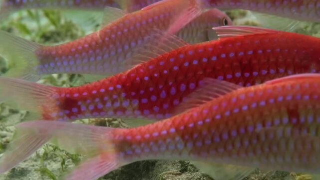 Macro footage of Red Mullet, a goatfish species, using its barbels to search for food across the sandy ocean floor.