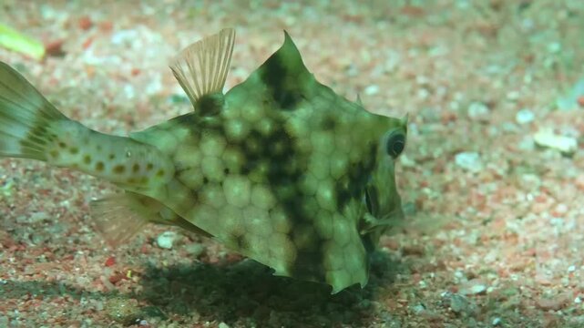 A Humpback Turretfish drifts slowly in a coral reef environment, displaying its iconic camel-like hump, hexagonal scales, and spotted patterns.