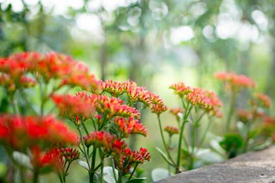 Vibrant red flaming katy flowers close-up