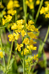 Obraz premium Turnip greens from Santiago grown in a garden