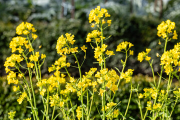 Turnip greens from Santiago grown in a garden