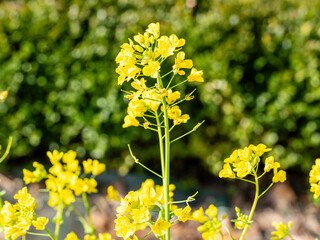 Turnip greens from Santiago grown in a garden