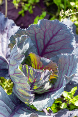 red cabbage plant grown in a traditional garden