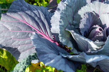 red cabbage plant grown in a traditional garden