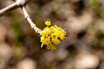 Yellow flower of cornus officinalis, Japanese cornelian cherry