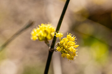 Yellow flower of cornus officinalis, Japanese cornelian cherry