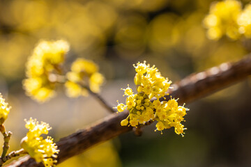 Yellow flower of cornus officinalis, Japanese cornelian cherry