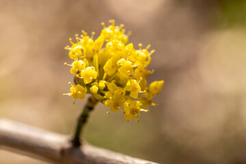 Yellow flower of cornus officinalis, Japanese cornelian cherry