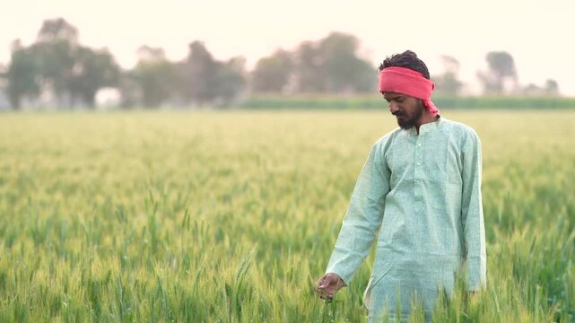 Young indian farmer standing at wheat agriculture field	