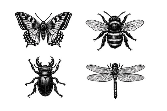 A collection of four detailed white insect illustrations on a black background, featuring a butterfly, a bumblebee, a stag beetle, and a dragonfly in a vintage engraving style.