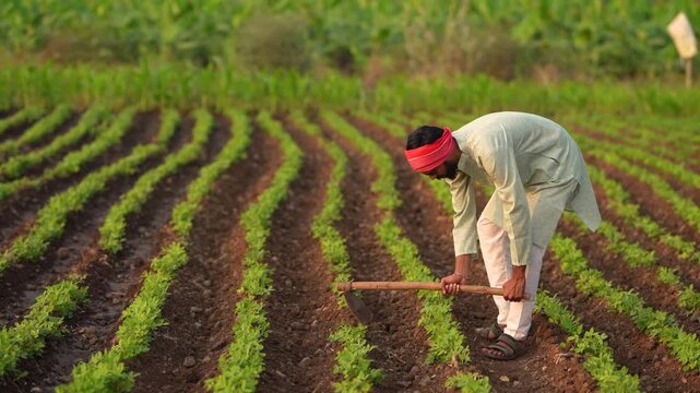 Indian farmer working at groundnut agriculture field 