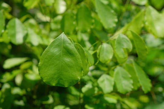 Close up of fresh green Indian Rosewood leaves. Tropical rainforest foliage concept. For graphic design, 3D rendering and banners