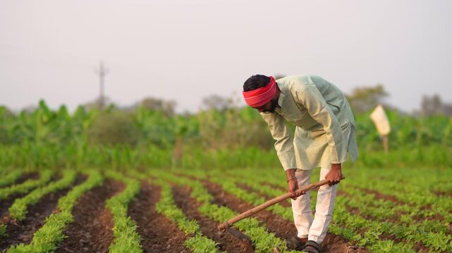 Indian farmer working at groundnut agriculture field 