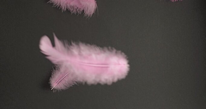 Pink Feathers Drifting on Black Background. Slow-motion abstract video capturing delicate pink plumage gently falling and scattering across a black backdrop with soft, ethereal movement.